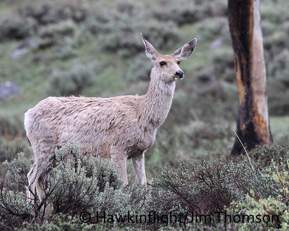 Mule Deer