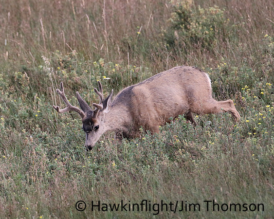 Mule Deer