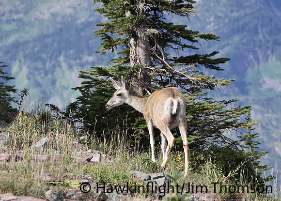 Mule Deer