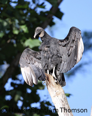 Black Vulture