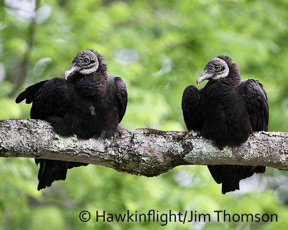 Black Vulture