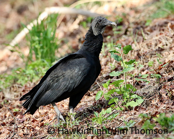 Black Vulture