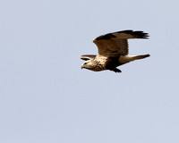 Rough-legged Hawk