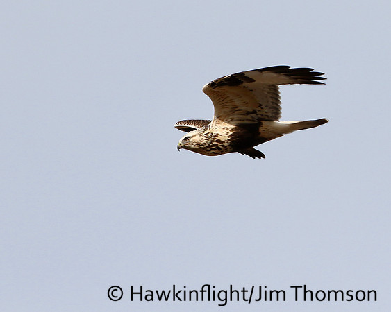 Rough-legged Hawk