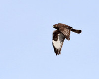 Rough-legged Hawk