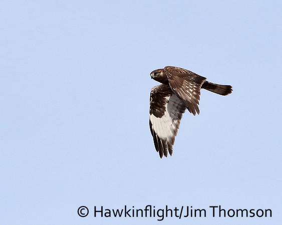 Rough-legged Hawk