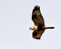 Rough-legged Hawk