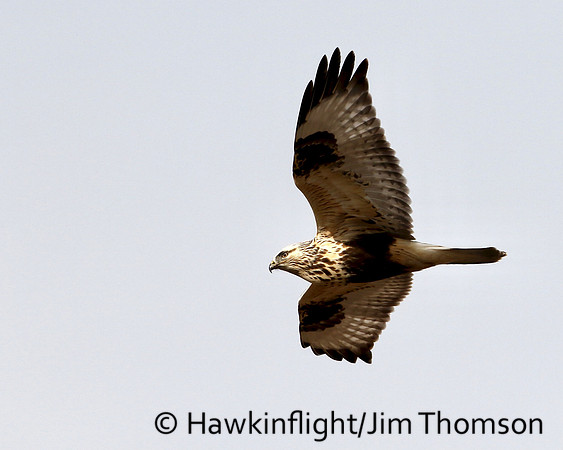 Rough-legged Hawk