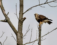 Rough-legged Hawk
