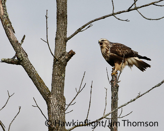 Rough-legged Hawk