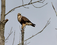 Rough-legged Hawk