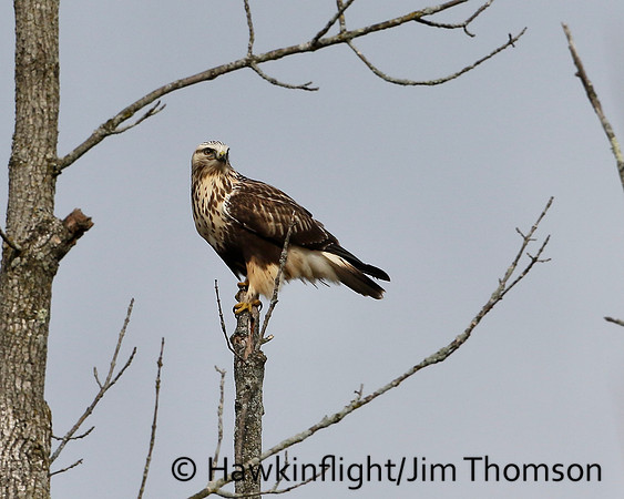 Rough-legged Hawk