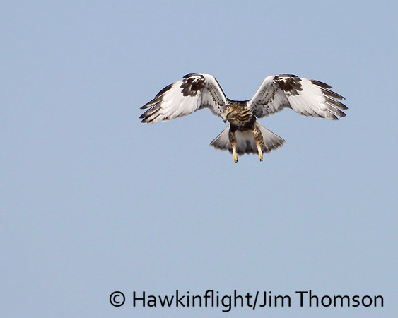 Rough-legged Hawk