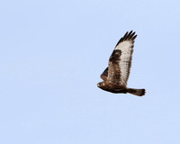 Rough-legged Hawk