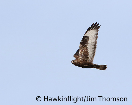 Rough-legged Hawk