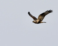 Rough-legged Hawk