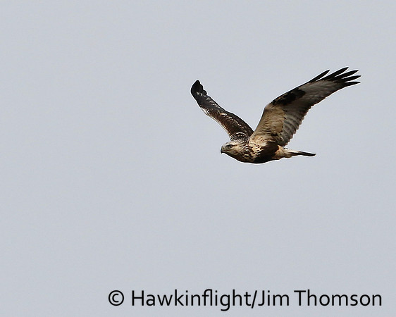 Rough-legged Hawk