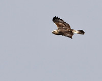 Rough-legged Hawk