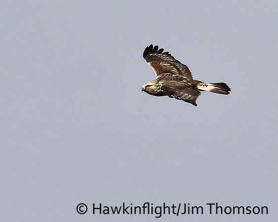Rough-legged Hawk
