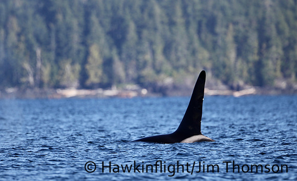 Orca