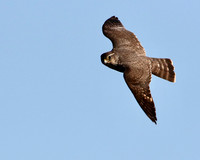 Merlin