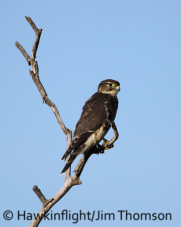 Merlin