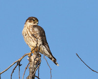 Merlin