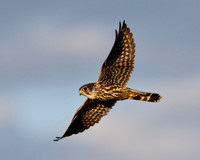Merlin