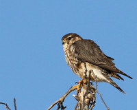 Merlin