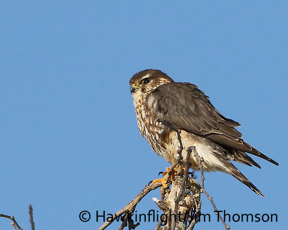 Merlin