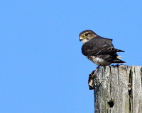 Merlin