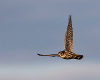 Merlin