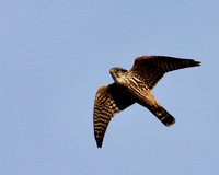Merlin