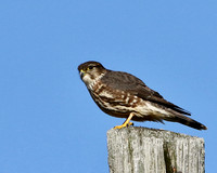 Merlin