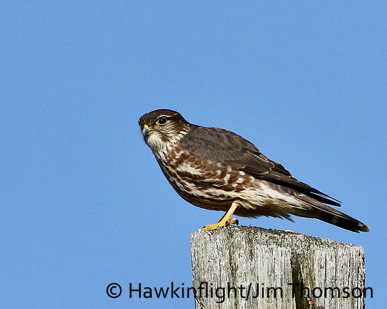 Merlin