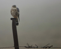 Merlin