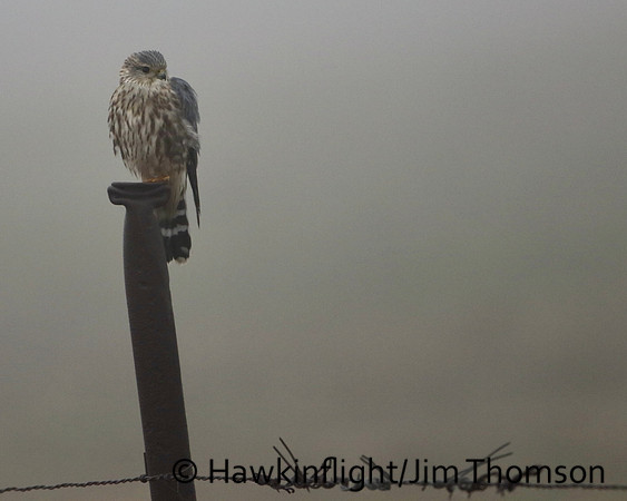 Merlin