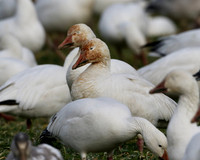 Snow Geese