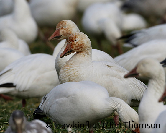 Snow Geese