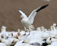Snow Geese