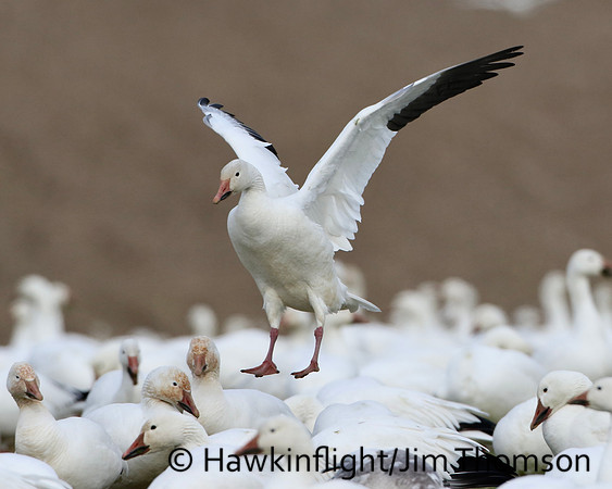 Snow Geese