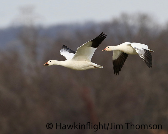 Snow Geese