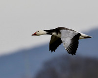 Snow Geese