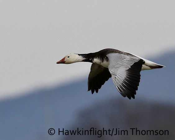 Snow Geese