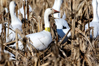 Snow Geese