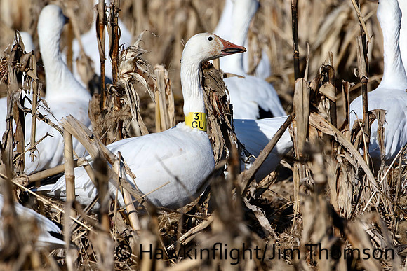 Snow Geese