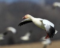 Snow Geese