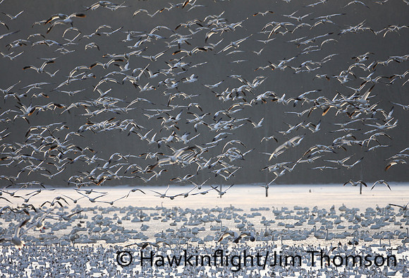 Snow Geese