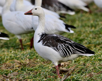 Snow Geese