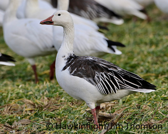 Snow Geese